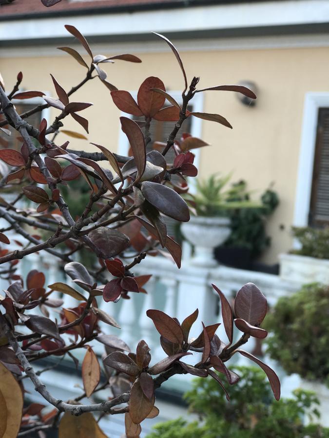 Hotel Piemontese Imperia Exterior photo